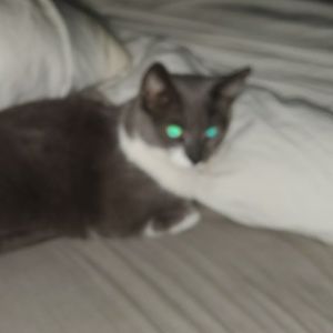 Meet your Posher, Steve